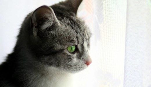 窓から塗装職人を監視する猫