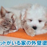 ペットがいる家の外壁塗装の誤解と注意点【塗料は有害？】