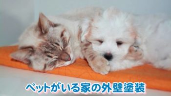 ペットがいる家の外壁塗装の誤解と注意点【塗料は有害？】